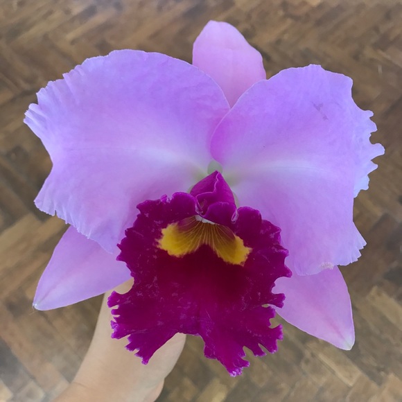 Meet your Posher, Hannah - Picture 1 of 1